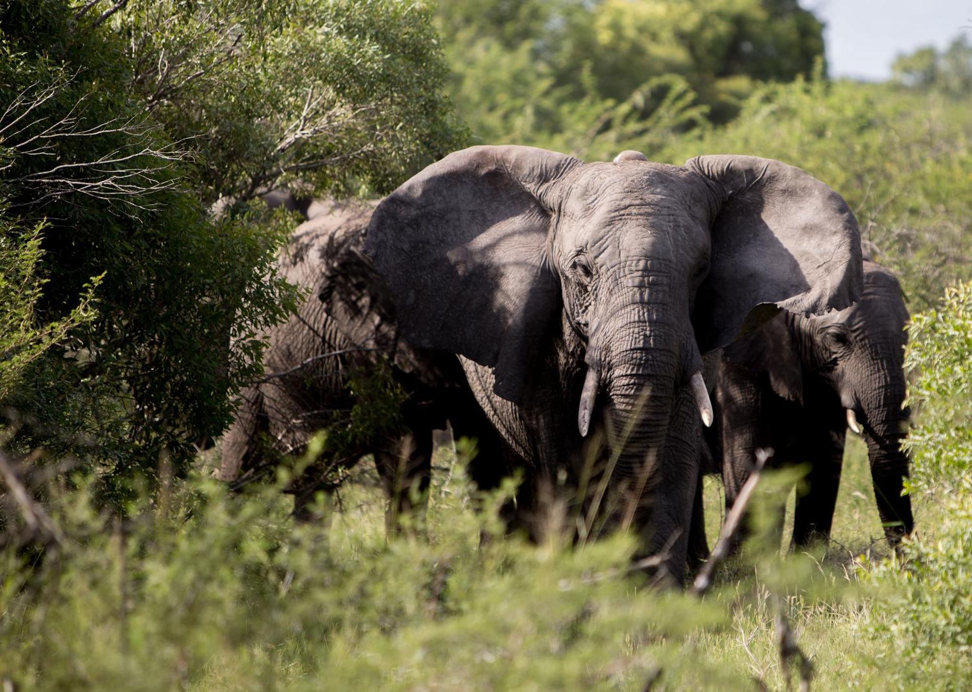 Royal Thonga Safari Lodge Sihangwane Eksteriør billede