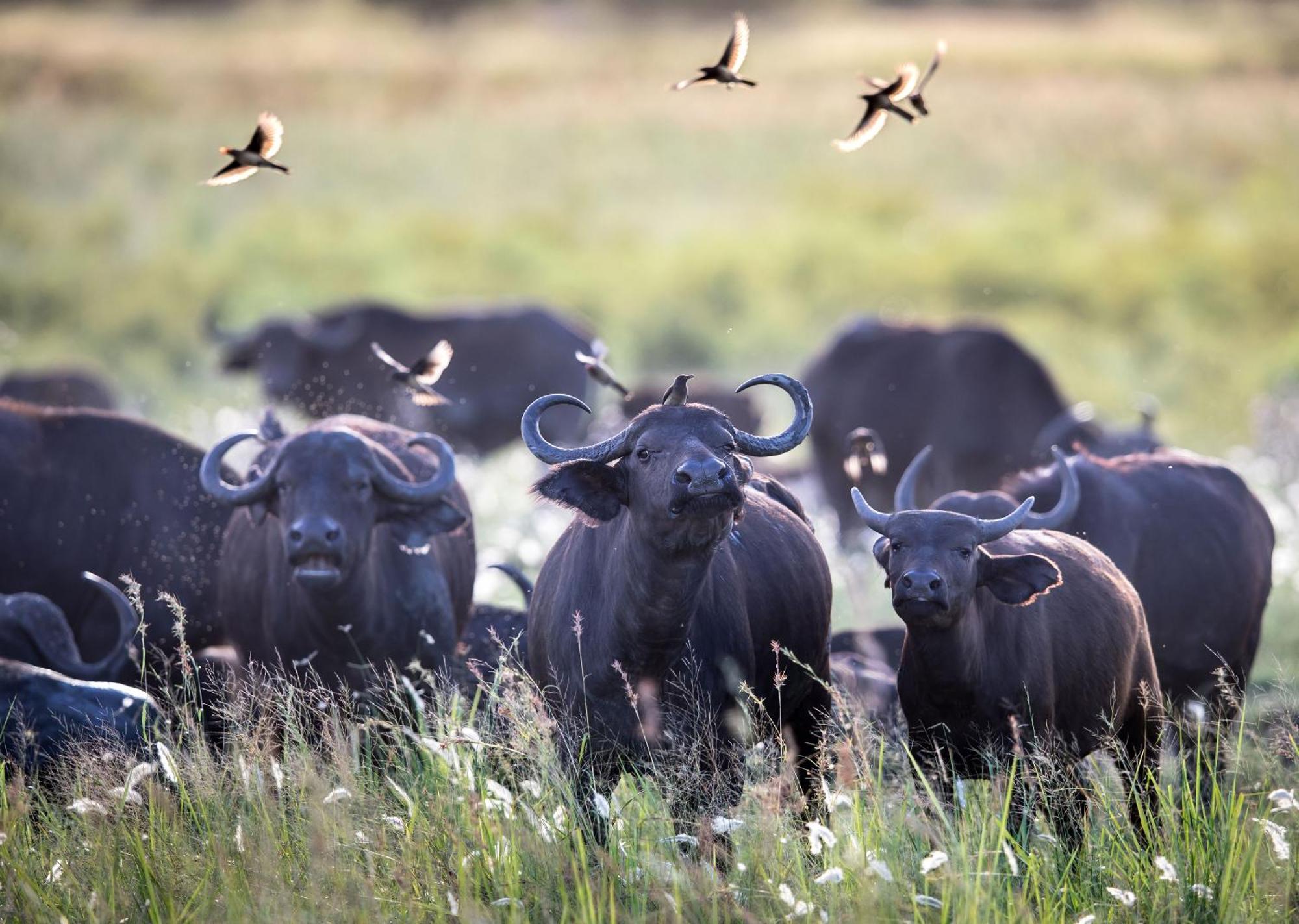 Royal Thonga Safari Lodge Sihangwane Eksteriør billede