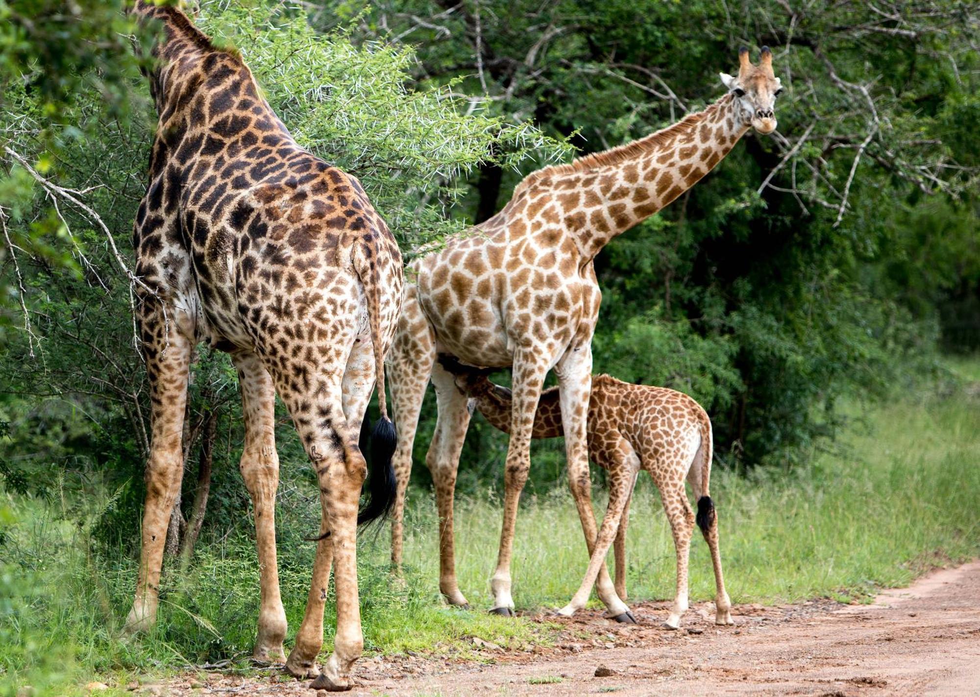 Royal Thonga Safari Lodge Sihangwane Eksteriør billede