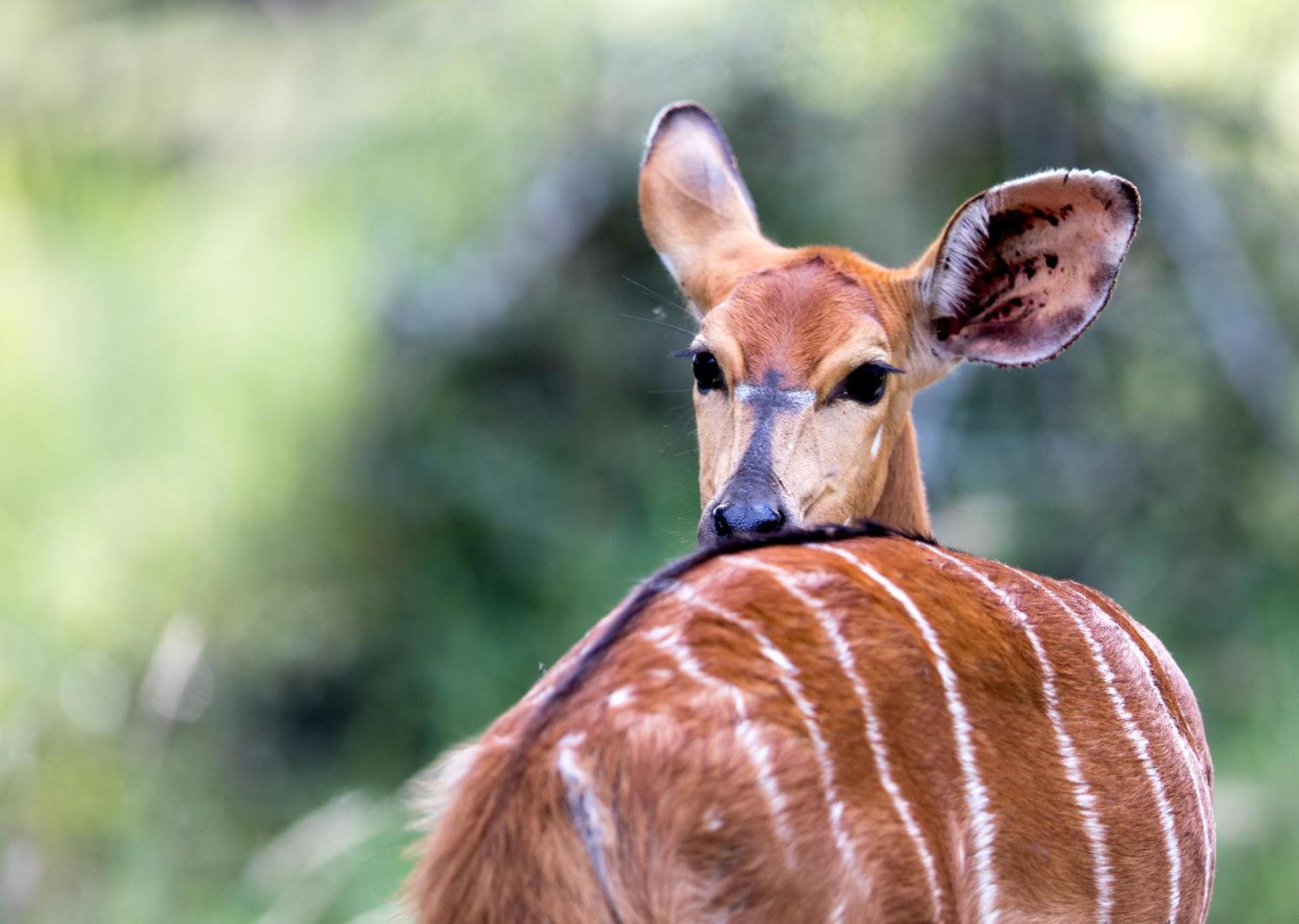Royal Thonga Safari Lodge Sihangwane Eksteriør billede