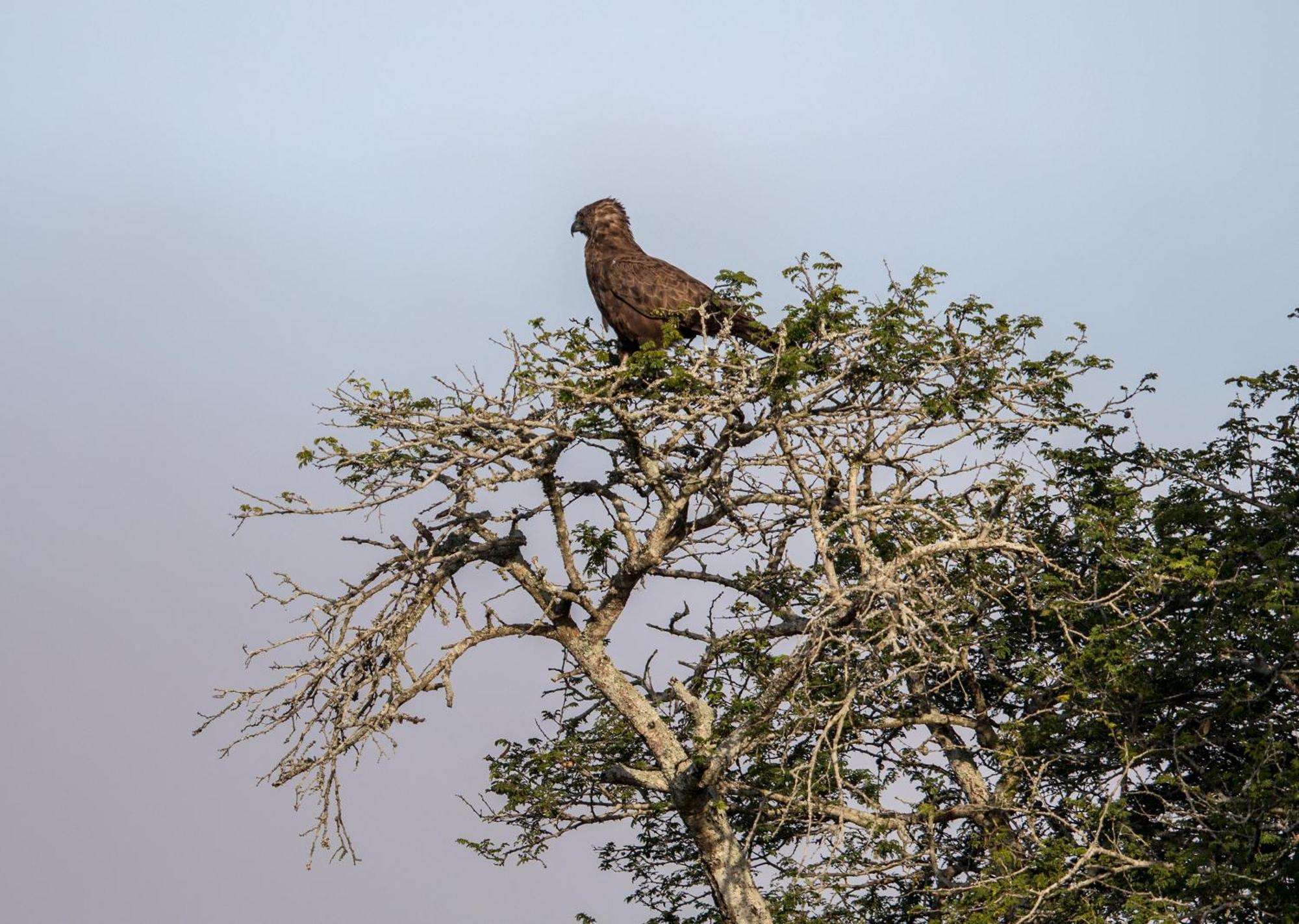 Royal Thonga Safari Lodge Sihangwane Eksteriør billede