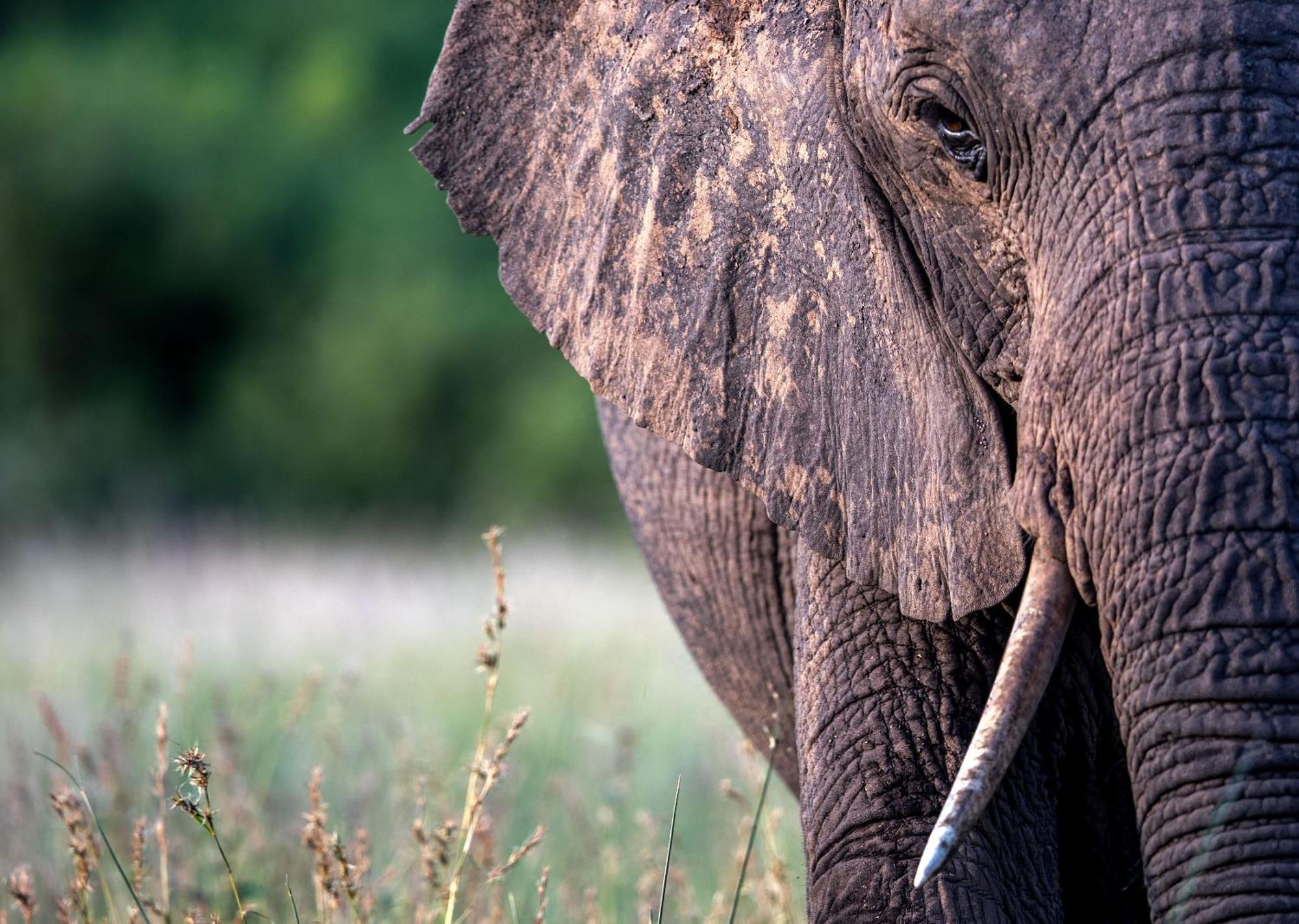 Royal Thonga Safari Lodge Sihangwane Eksteriør billede