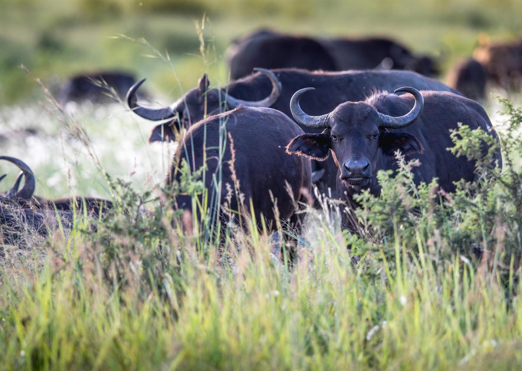 Royal Thonga Safari Lodge Sihangwane Eksteriør billede