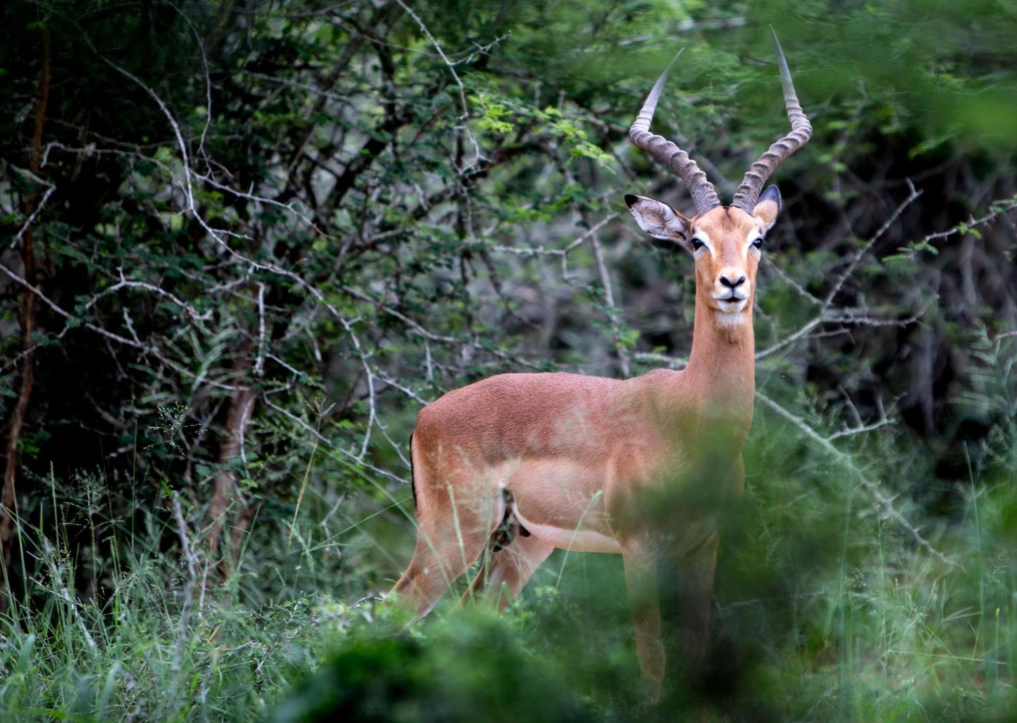 Royal Thonga Safari Lodge Sihangwane Eksteriør billede