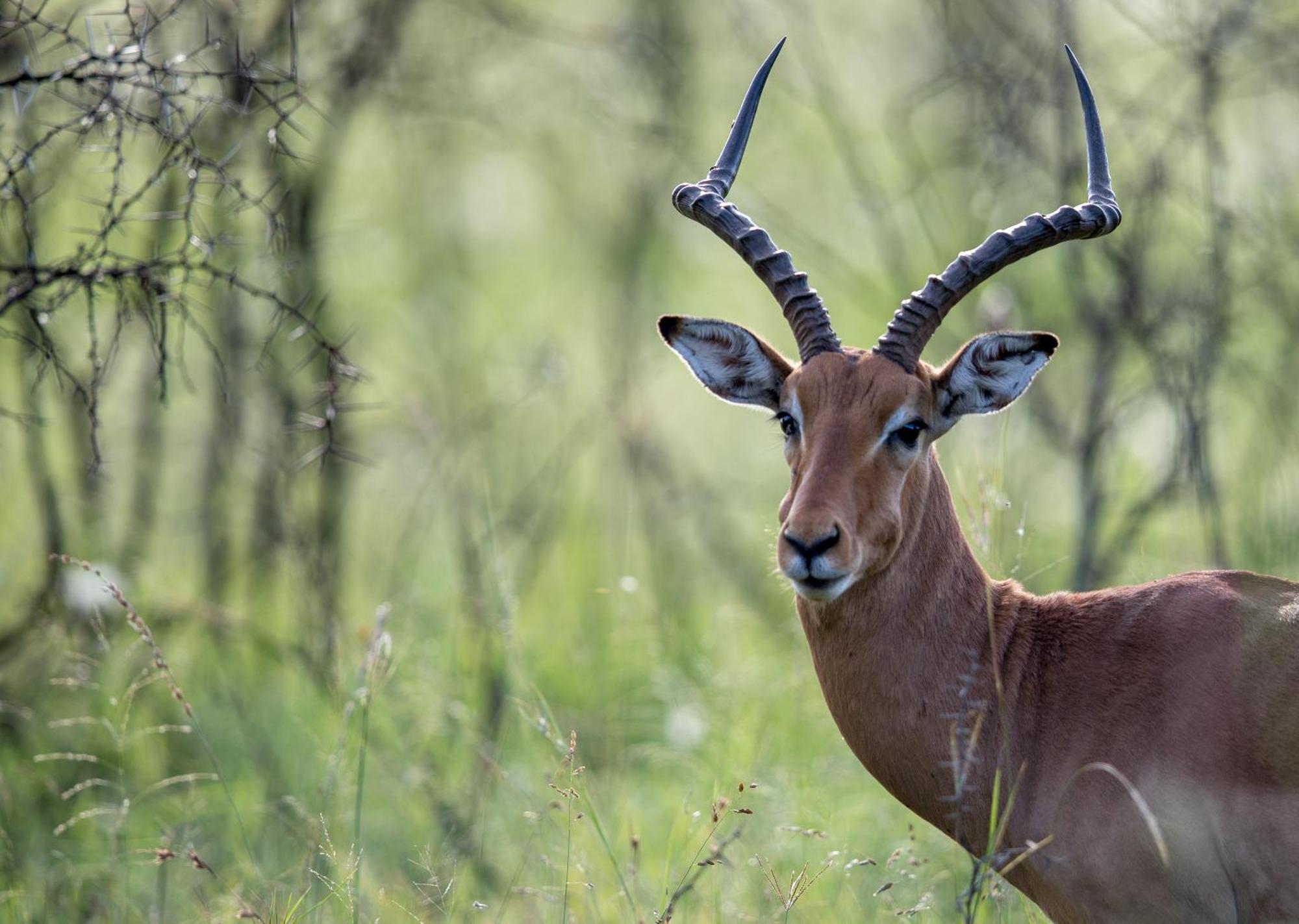 Royal Thonga Safari Lodge Sihangwane Eksteriør billede