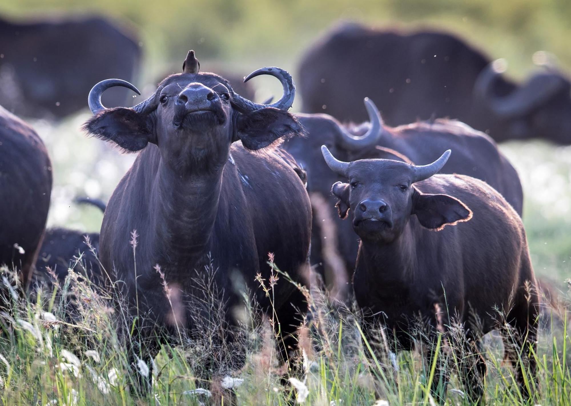Royal Thonga Safari Lodge Sihangwane Eksteriør billede