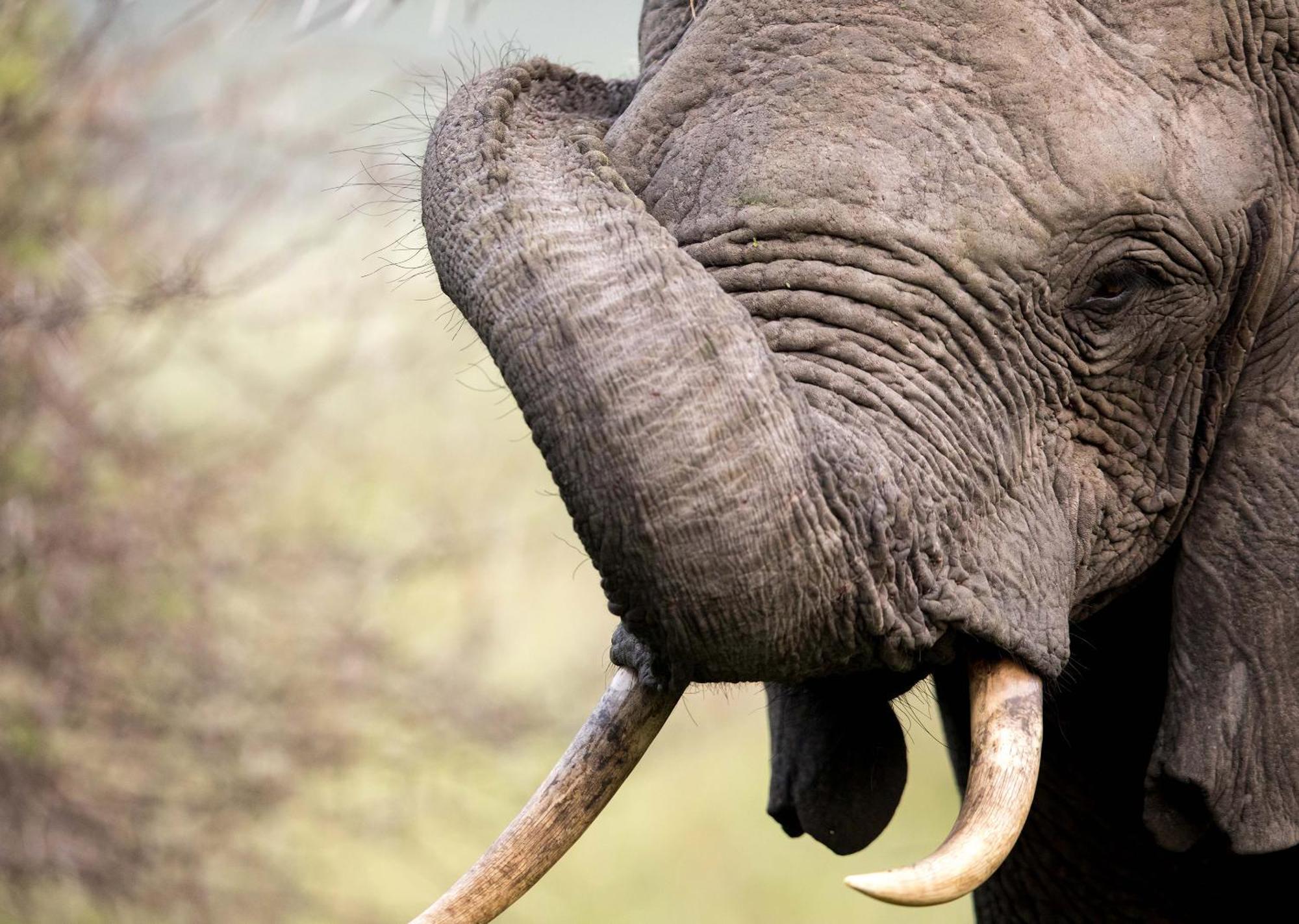 Royal Thonga Safari Lodge Sihangwane Eksteriør billede