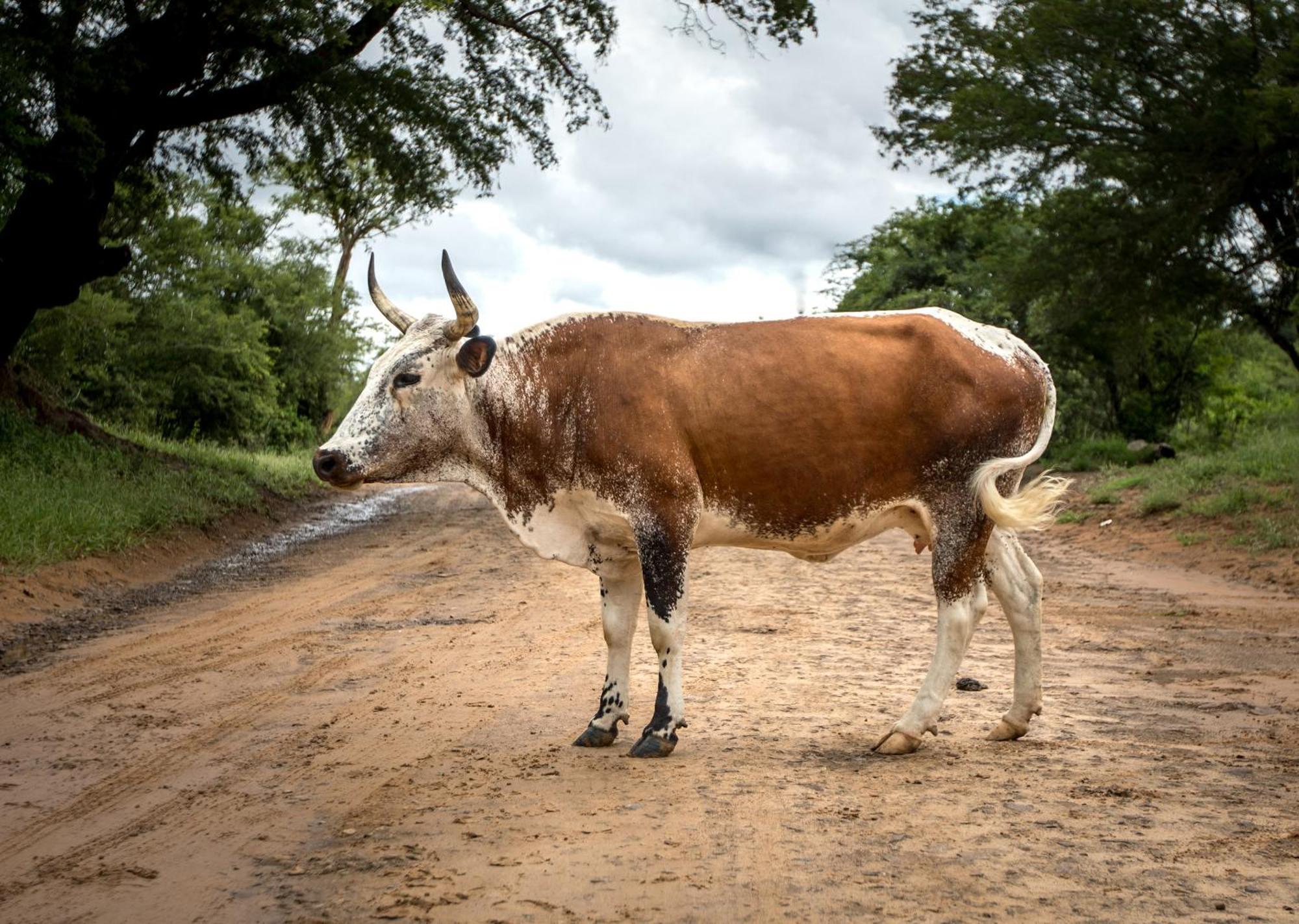 Royal Thonga Safari Lodge Sihangwane Eksteriør billede