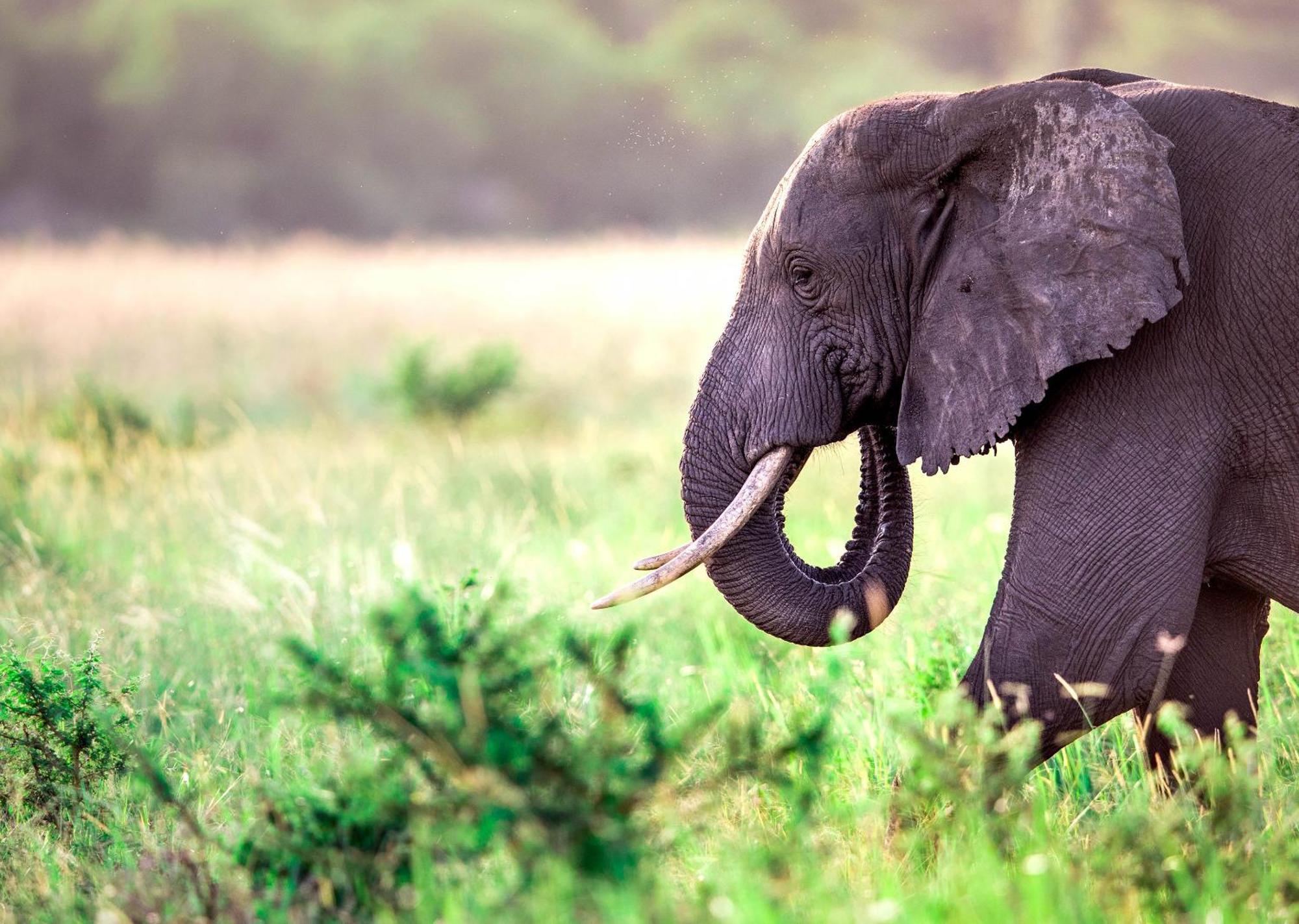 Royal Thonga Safari Lodge Sihangwane Eksteriør billede