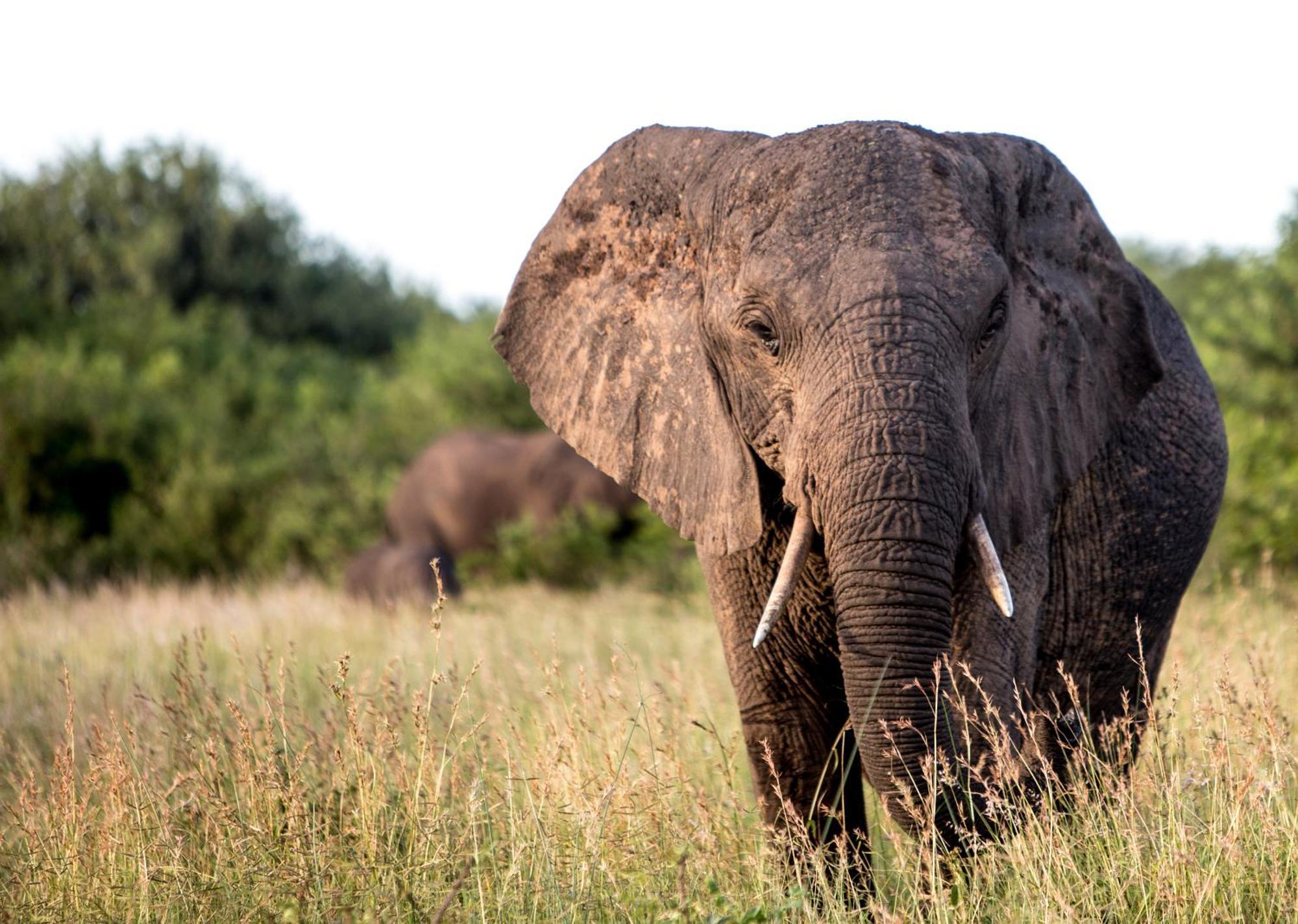 Royal Thonga Safari Lodge Sihangwane Eksteriør billede