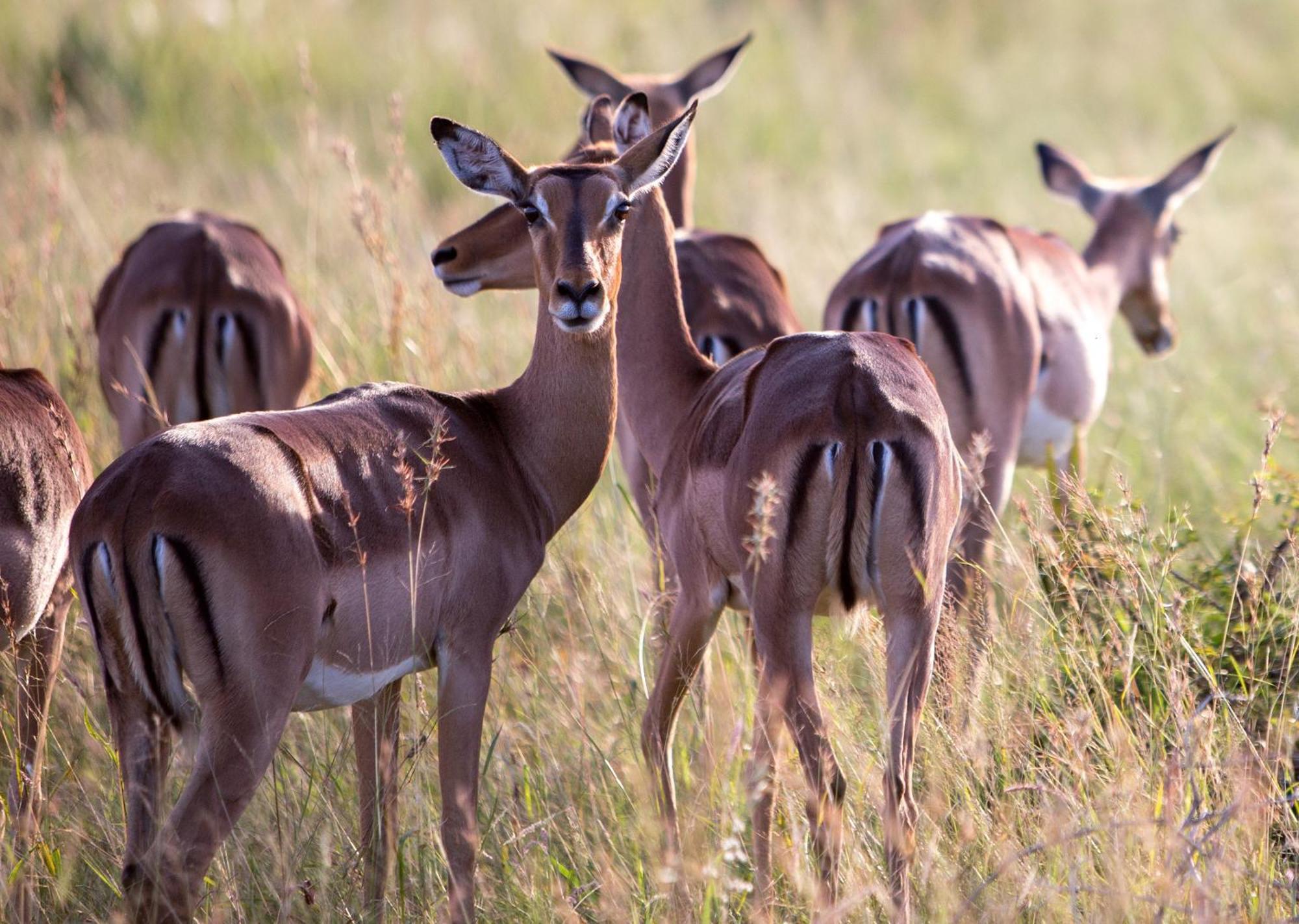 Royal Thonga Safari Lodge Sihangwane Eksteriør billede