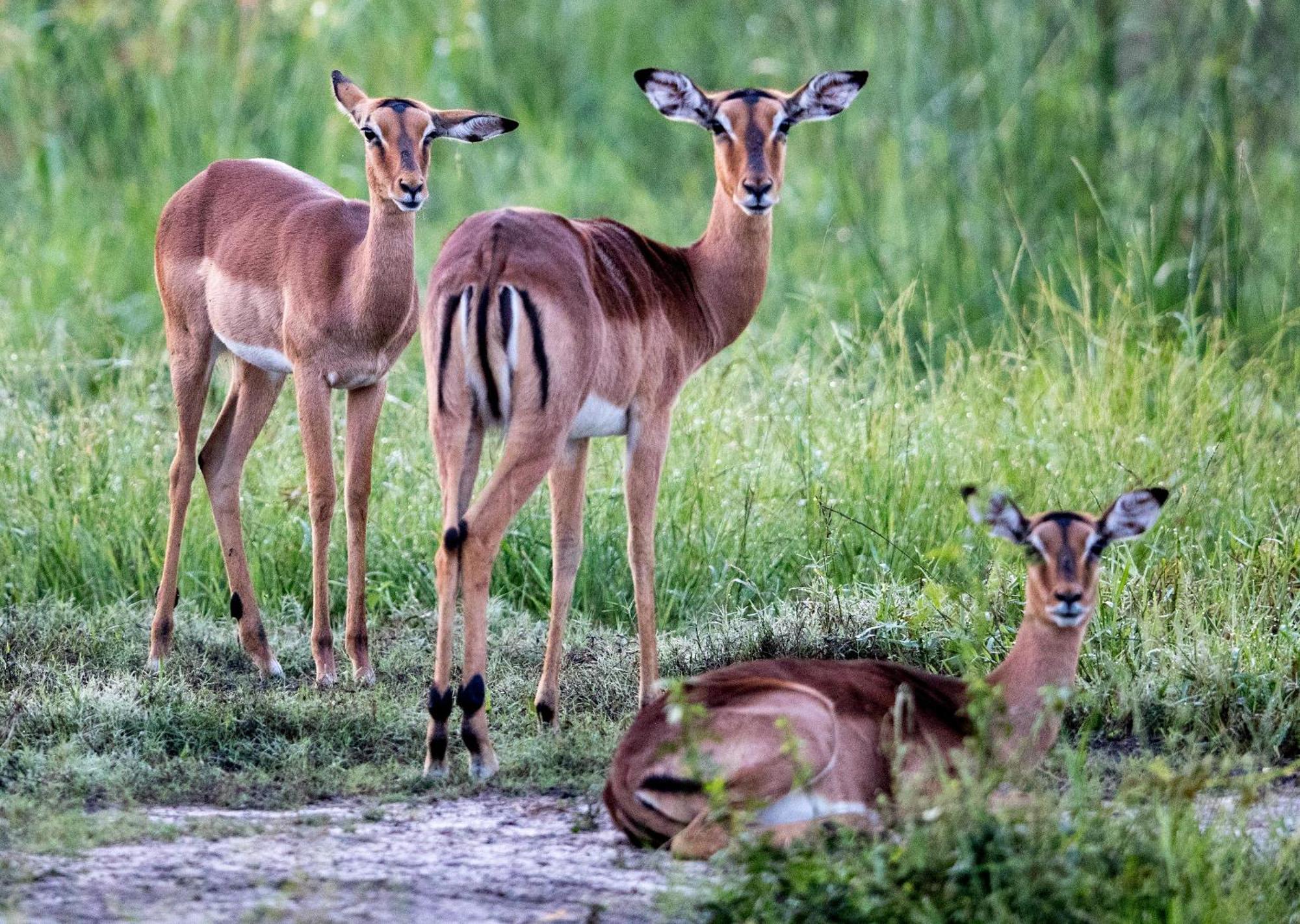 Royal Thonga Safari Lodge Sihangwane Eksteriør billede